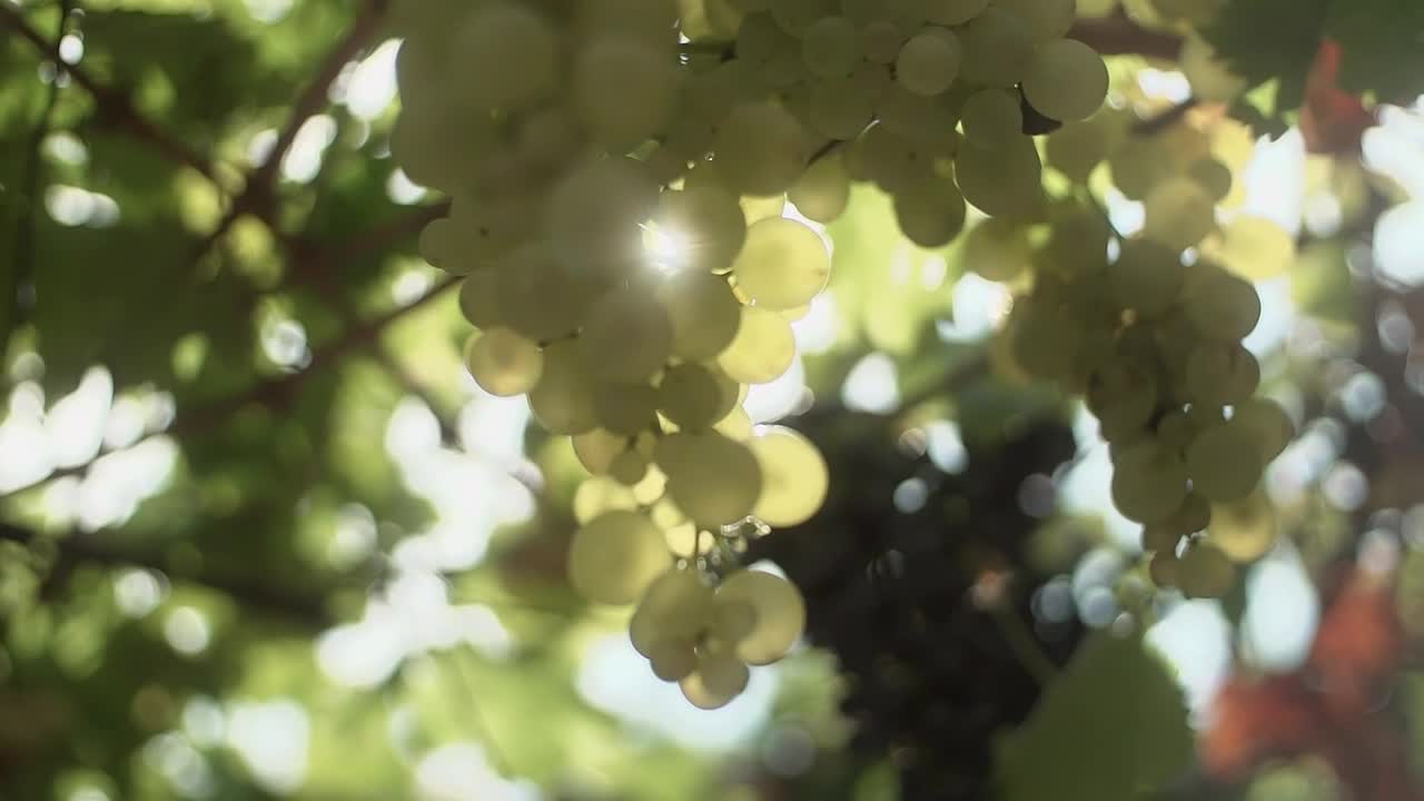 Video Stock Choosing Grapes In A Vineyard Live Wallpaper For PC - Free Download