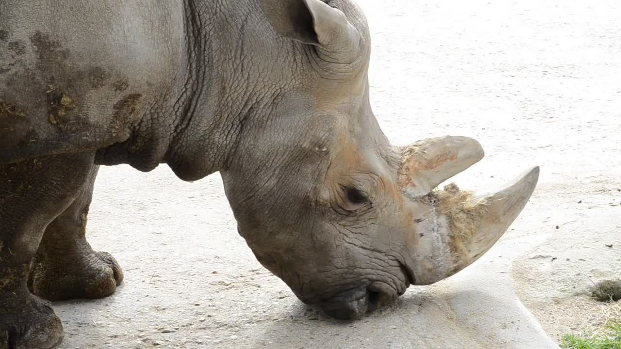 Free Stock Video Rhinoceros In A Zoo Live Wallpaper - Free Download