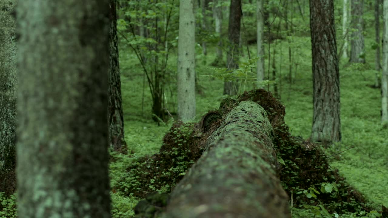 Stock Video Man In The Woods Crosses A Fallen Tre Animated Wallpaper - Free Download
