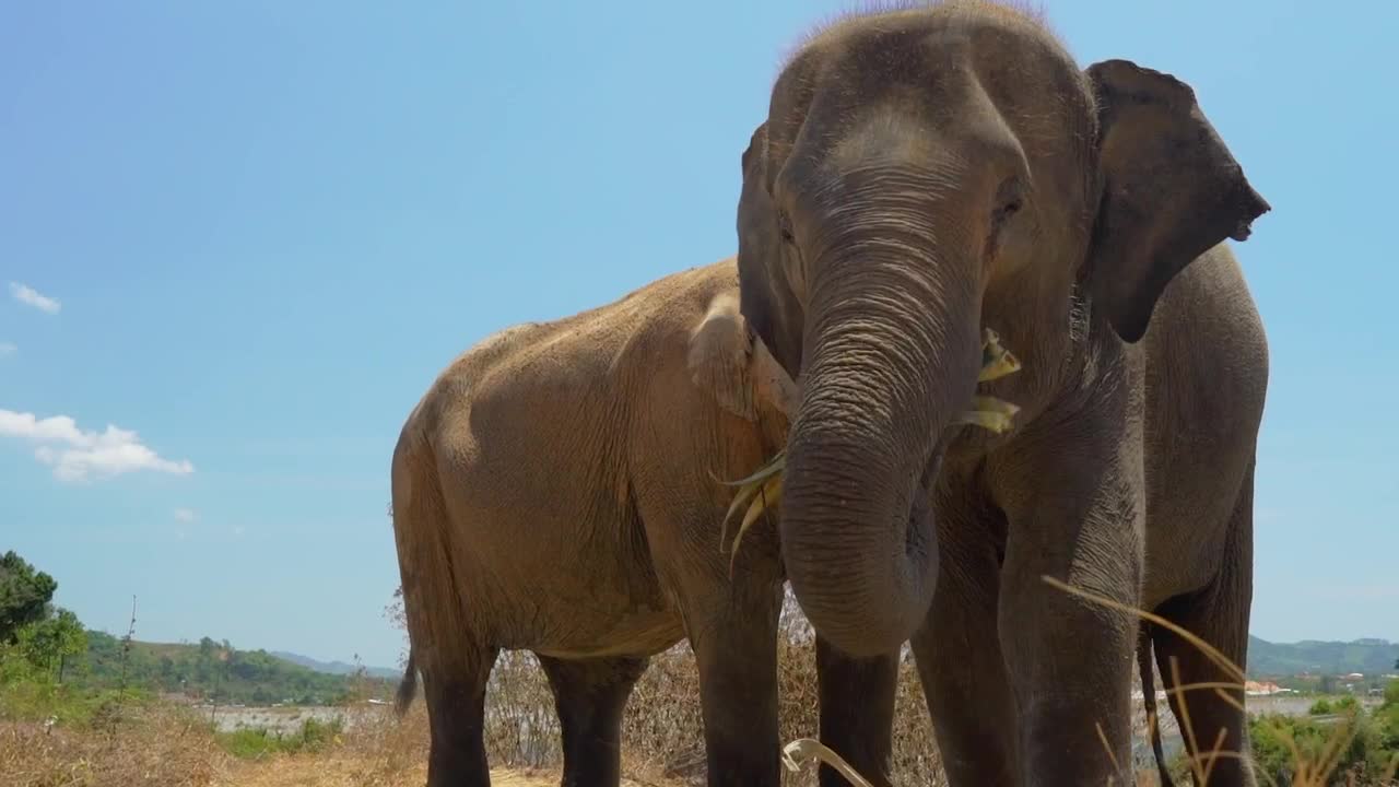 Stock Video Elephants Eating Seen In Detail Live Wallpaper For PC - Free Download