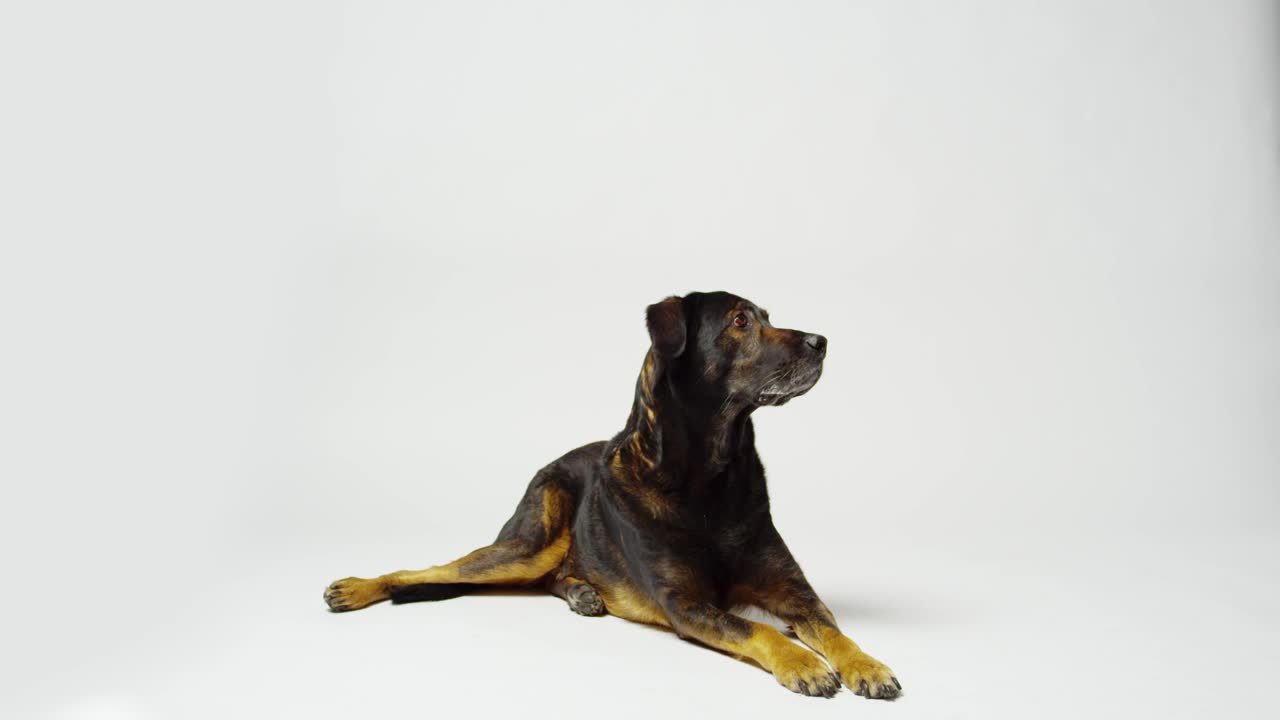 Stock Video Dog On Alert Live Wallpaper For PC - Free Download
