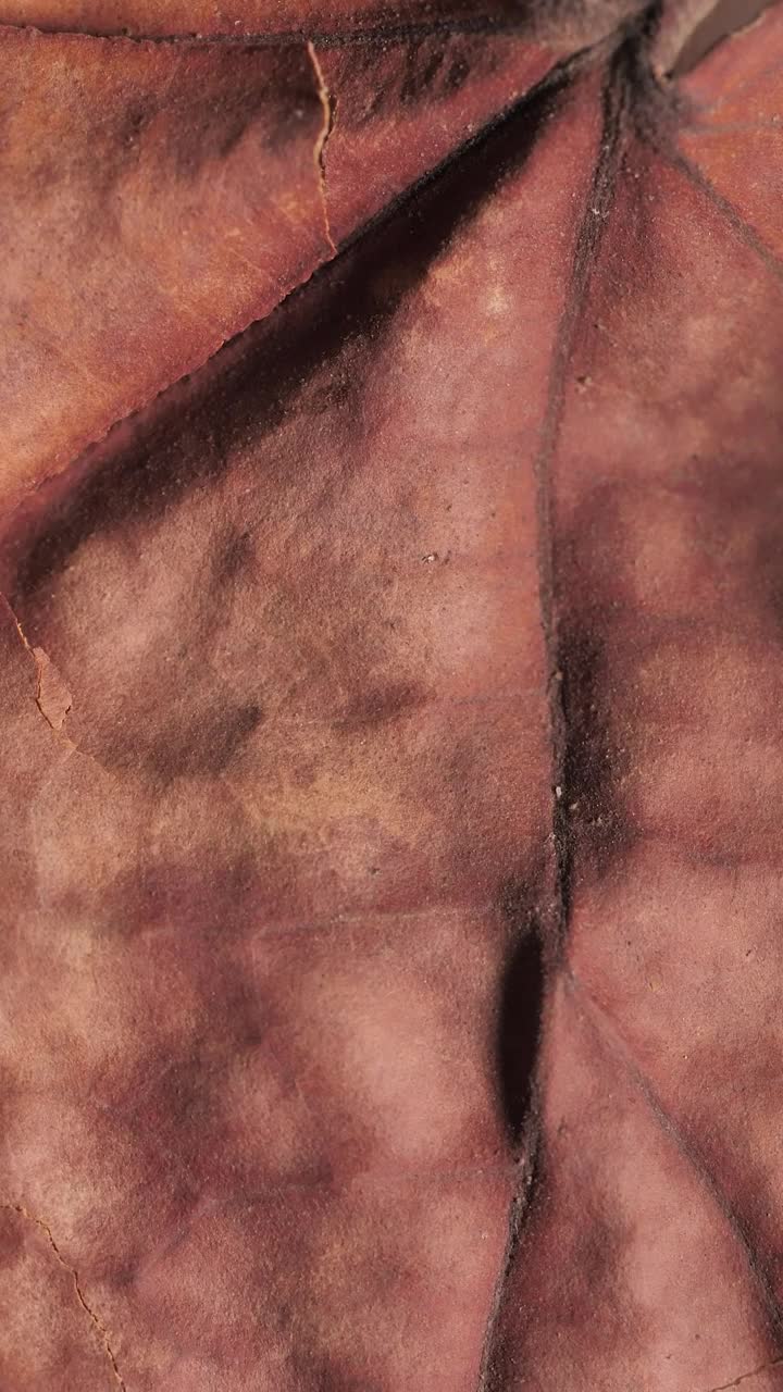 Stock Video Detailed Image Of A Dry Tree Leaf Live Wallpaper For PC - Free Download