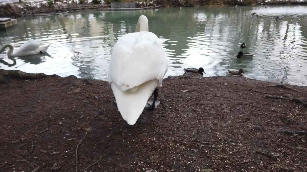 Free Video Stock swan and ducks by a pond Live Wallpaper - Free Download