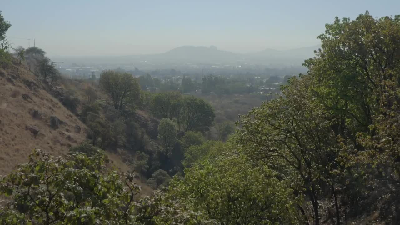 Free Stock Video Walking An Arid Hill Among Its Trees Live Wallpaper - Free Download