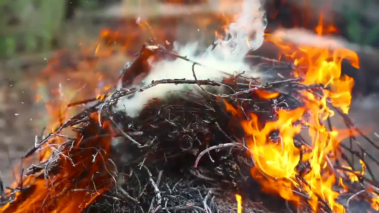 Stock Video Fire Consuming Dry Branches Live Wallpaper For PC - Free Download