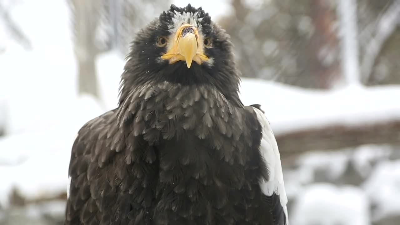 Stock Video Eagle In The Snow Closeup Live Wallpaper For PC - Free Download