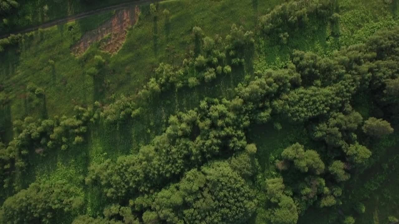 Free Stock Video Shadows Across Woodland Live Wallpaper - Free Download