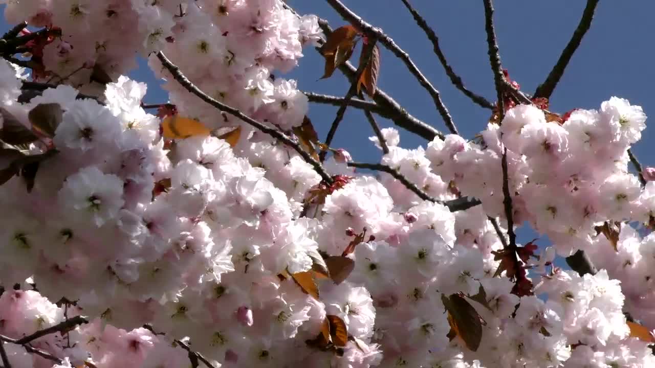 Stock Footage White Flowers On The Branches Live Wallpaper - Free Download