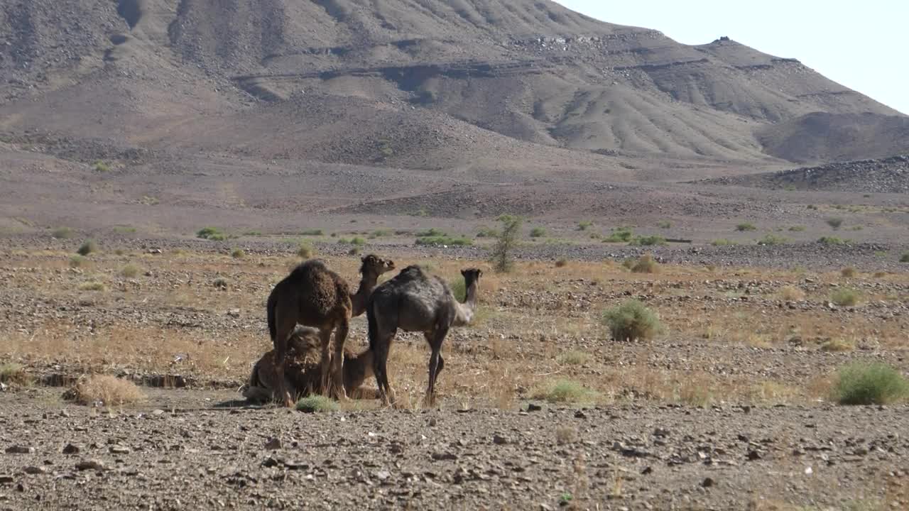 Video Stock Camels In A Dusty Desert Live Wallpaper For PC - Free Download