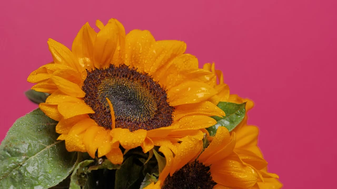 Free Video Stock Sunflower Being Watered On A Pink Background Live Wallpaper - Free Download