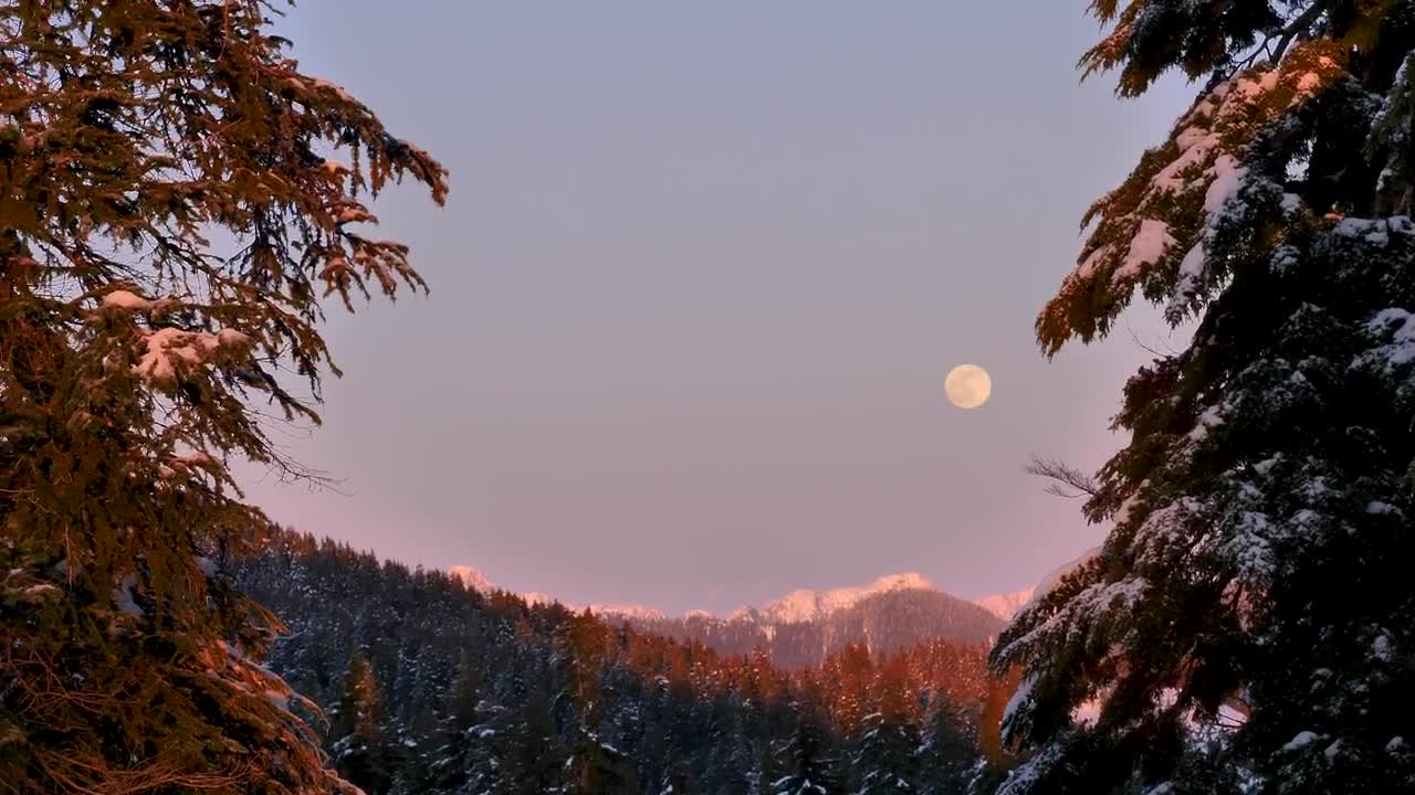 Stock Video Moon In The Sky A Snowy Fores Animated Wallpaper - Free Download