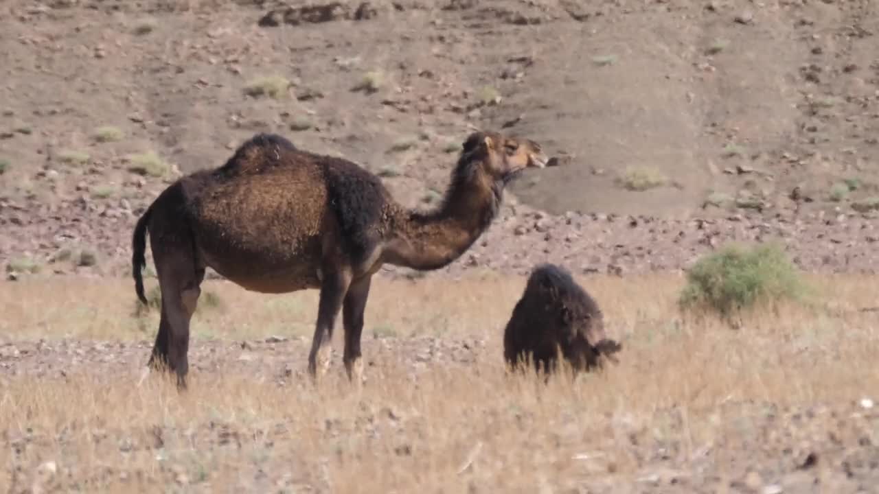 Video Stock Camel With A Baby Live Wallpaper For PC - Free Download