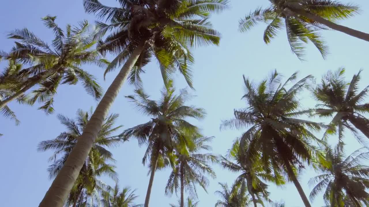 Stock Video Beach Palm Trees And The Sky On A Sunny Day Live Wallpaper For PC - Free Download