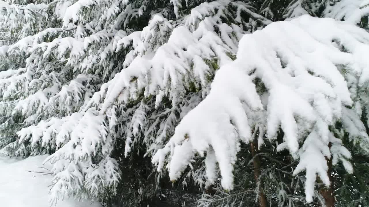 Free Video Stock Snowing On The Pine Branches Live Wallpaper - Free Download