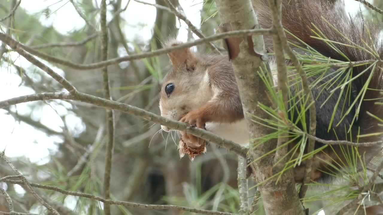 Free Video Stock Squirrel Eating In A Tree Live Wallpaper - Free Download