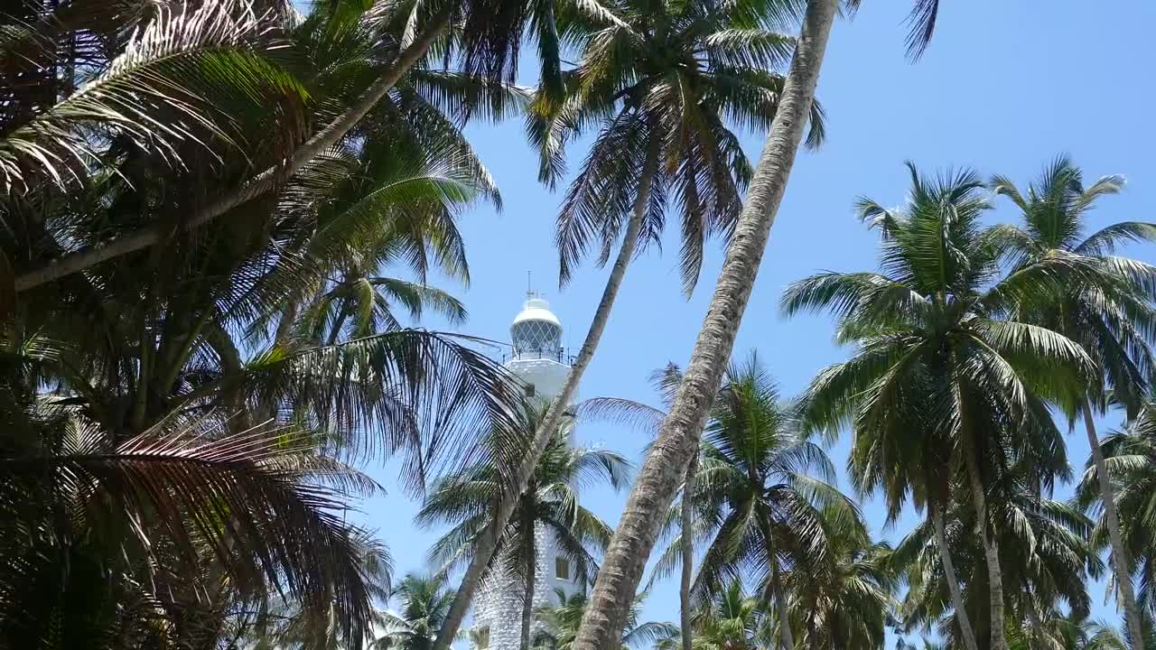 Stock Video Lighthouse Behind The Palm Trees Animated Wallpaper - Free Download