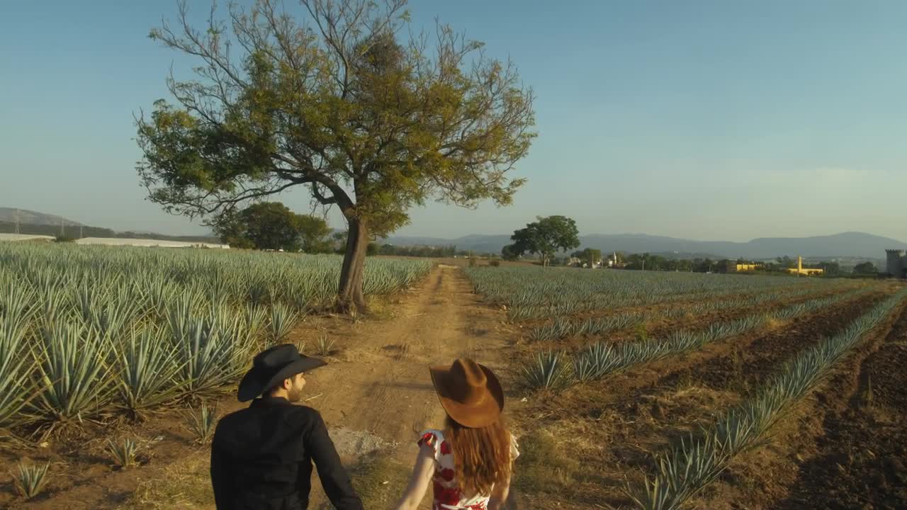 Stock Video Loving Couple Walking Through A Huge Maguey Field Animated Wallpaper - Free Download