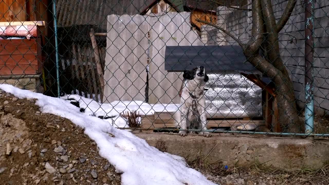 Stock Video Dog Barking Behind A Fence Live Wallpaper For PC - Free Download