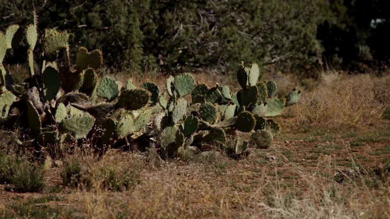 Free Stock Video Wild Cactus Plant On The Field Live Wallpaper - Free Download
