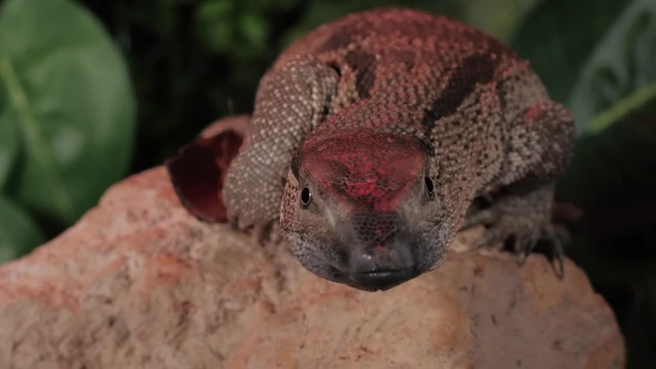 Free Stock Video Reptile On A Rock Live Wallpaper - Free Download