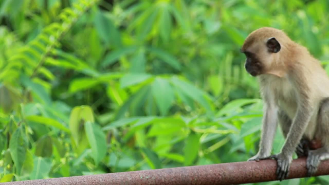 Stock Video Monkeys In The Wil Animated Wallpaper - Free Download