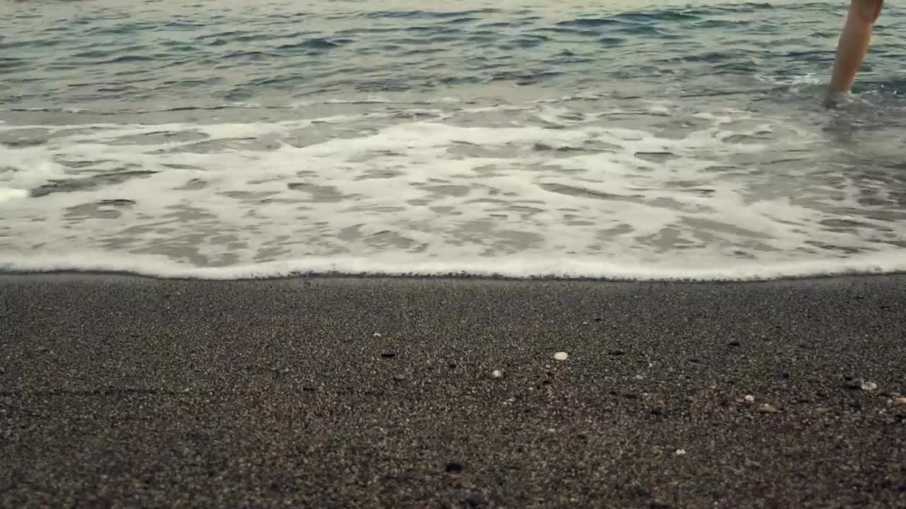Stock Video Dog And Its Owners On The Seashore Live Wallpaper For PC - Free Download