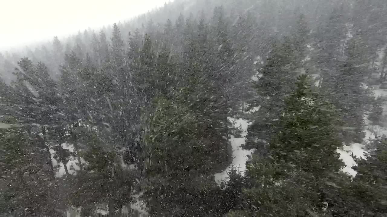 Free Video Stock Snowstorm Above The Pine Forest Live Wallpaper - Free Download