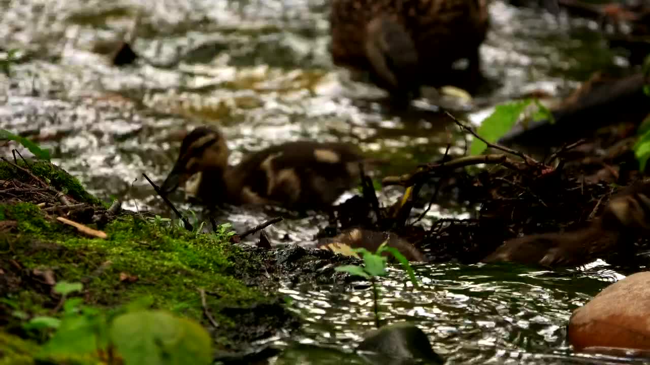 Stock Video Little Ducks Walk In A Stream In The Forest Animated Wallpaper - Free Download