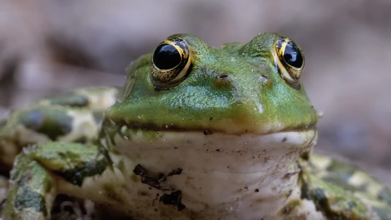 Video Stock Portrait Of A Green Frog Breathing Live Wallpaper Free - Free Download