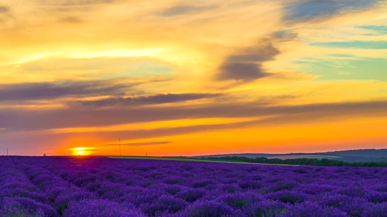 Stock Video Lavender Field In An Orange Sunset Animated Wallpaper - Free Download