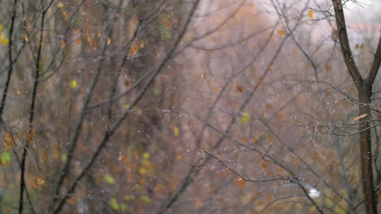 Free Video Stock Snow Falling In An Empty Woodland Live Wallpaper - Free Download