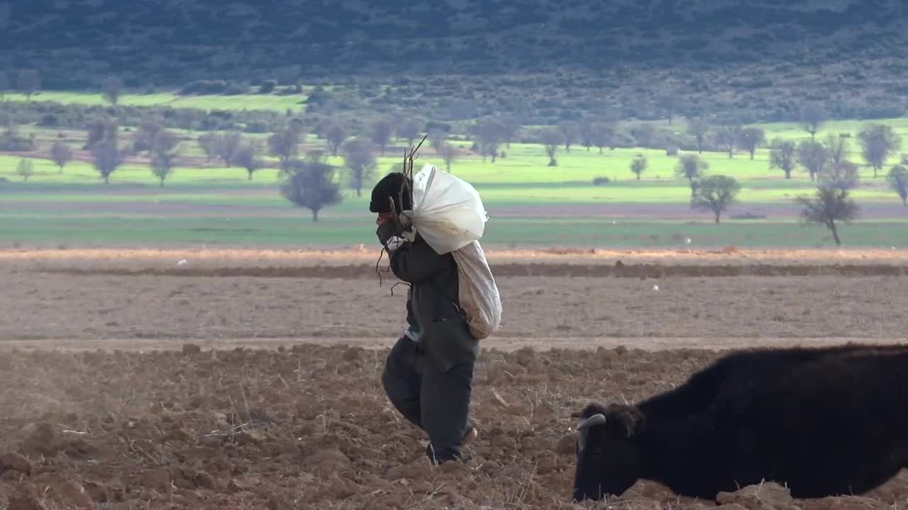 Stock Video Man Walking In The Countryside With Cow Animated Wallpaper - Free Download