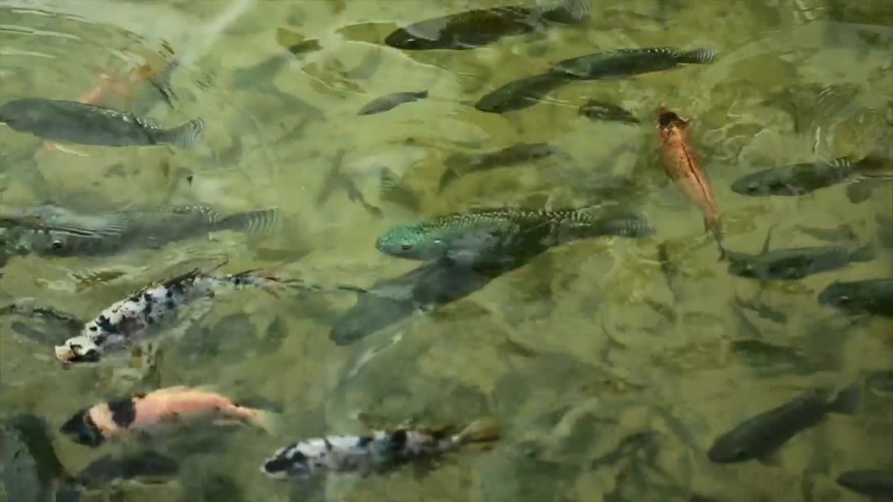 Stock Video Large Fish Feeding In A Pond Animated Wallpaper - Free Download