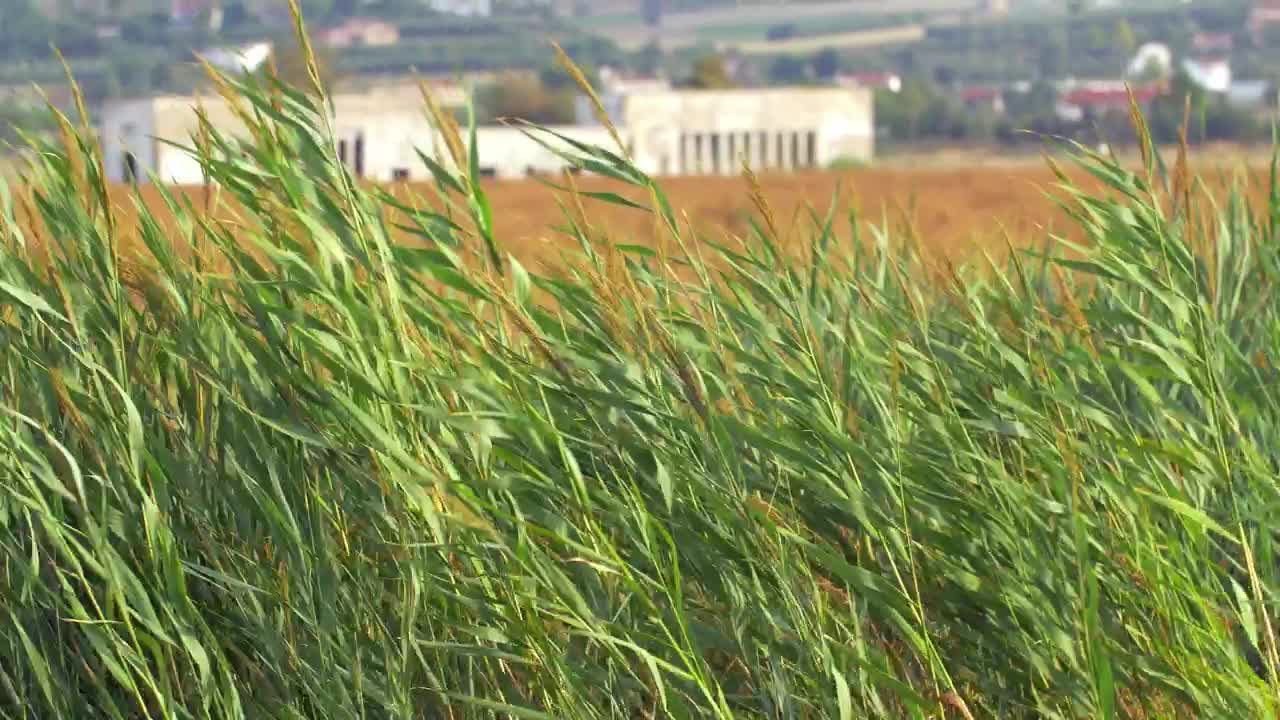 Stock Video Crops Blowing Against A Strong Wind Live Wallpaper For PC - Free Download