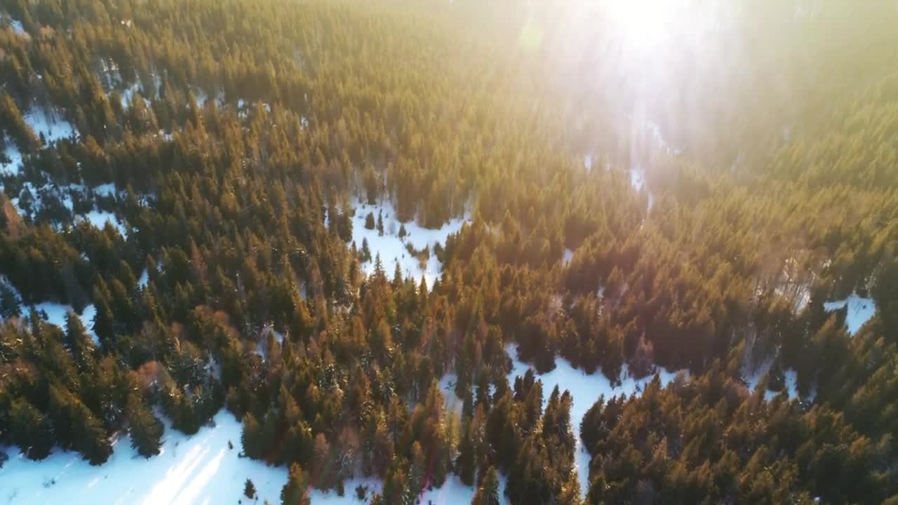 Stock Video Evening Light Covering A Winter Forest Live Wallpaper For PC - Free Download