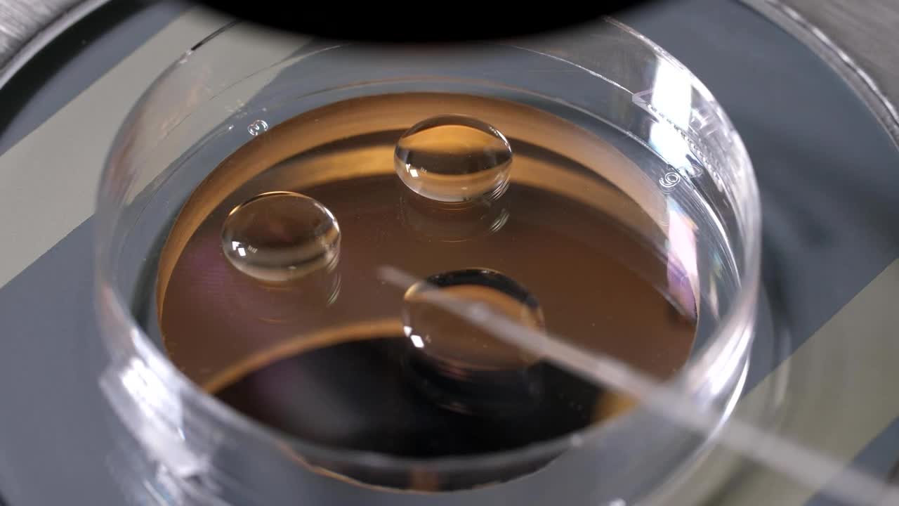 Stock Video Microbiologist Working With Embryo Animated Wallpaper - Free Download