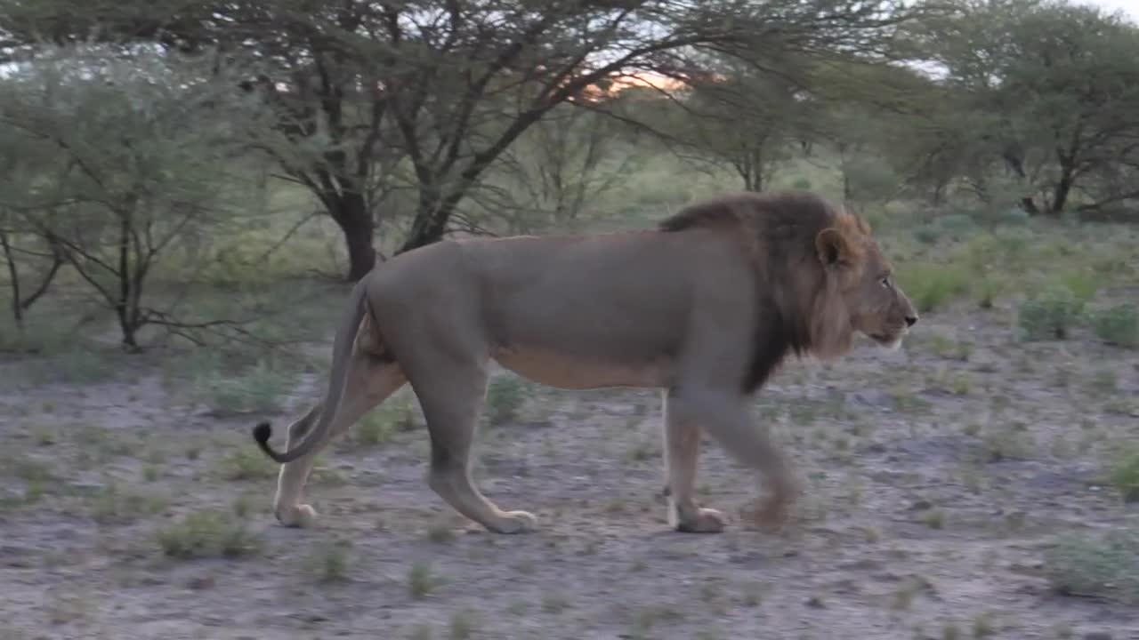Stock Video Male Lion Walking In The Savanna Animated Wallpaper - Free Download