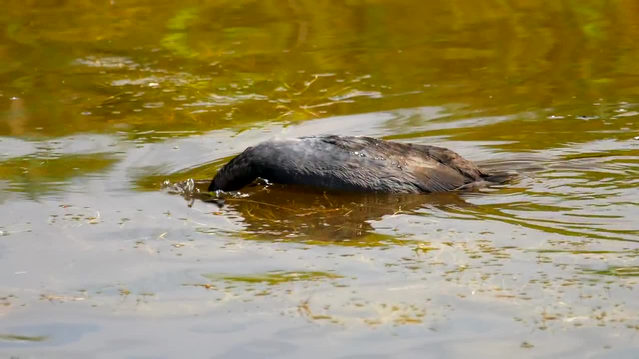 Stock Video Bird Diving In The Lake Live Wallpaper For PC - Free Download