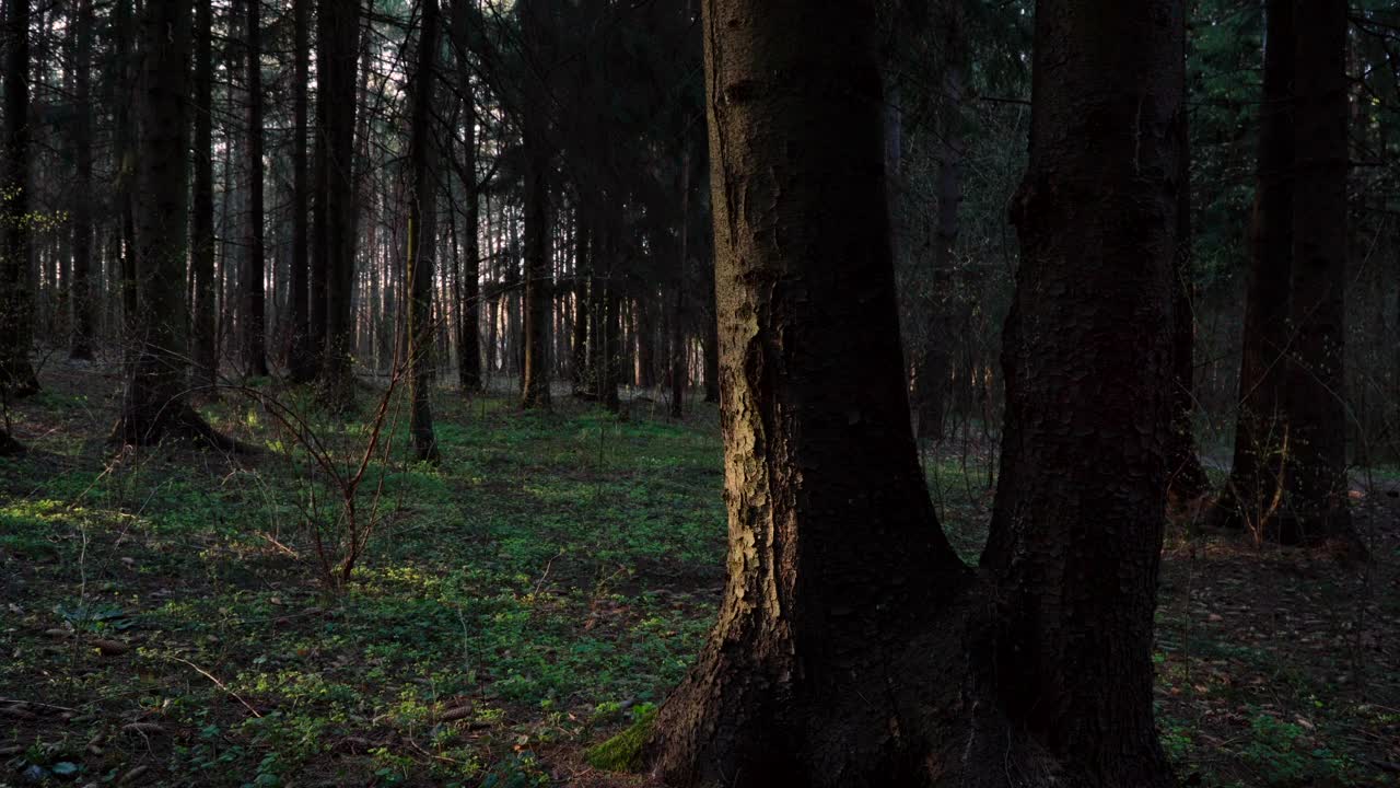 Free Video Stock Sun Shining Through A Dark Forest Live Wallpaper - Free Download
