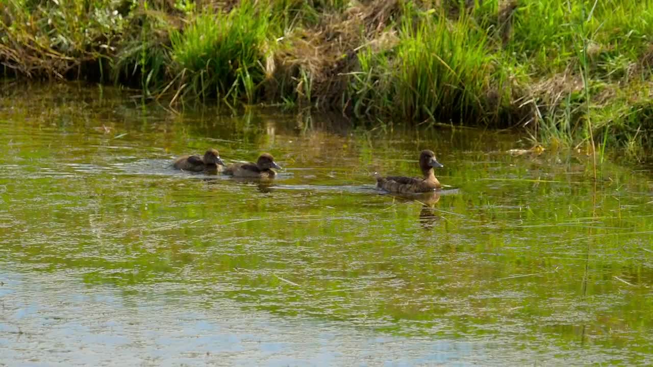 Stock Video Duck With Ducklings In The Lake Live Wallpaper For PC - Free Download