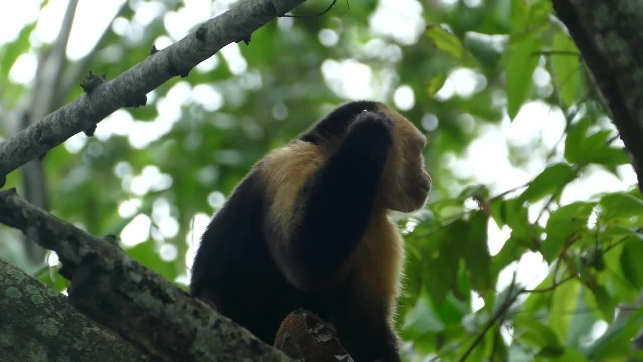 Video Stock Close Up Of A Capuchin Monkey On A Tree Live Wallpaper For PC - Free Download