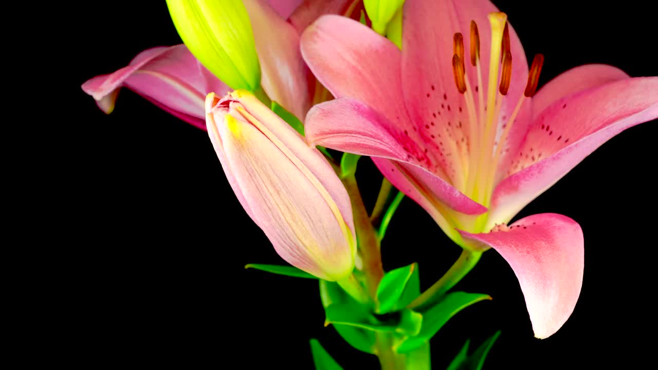 Video Stock Pink Lily Flower Opening Live Wallpaper Free - Free Download