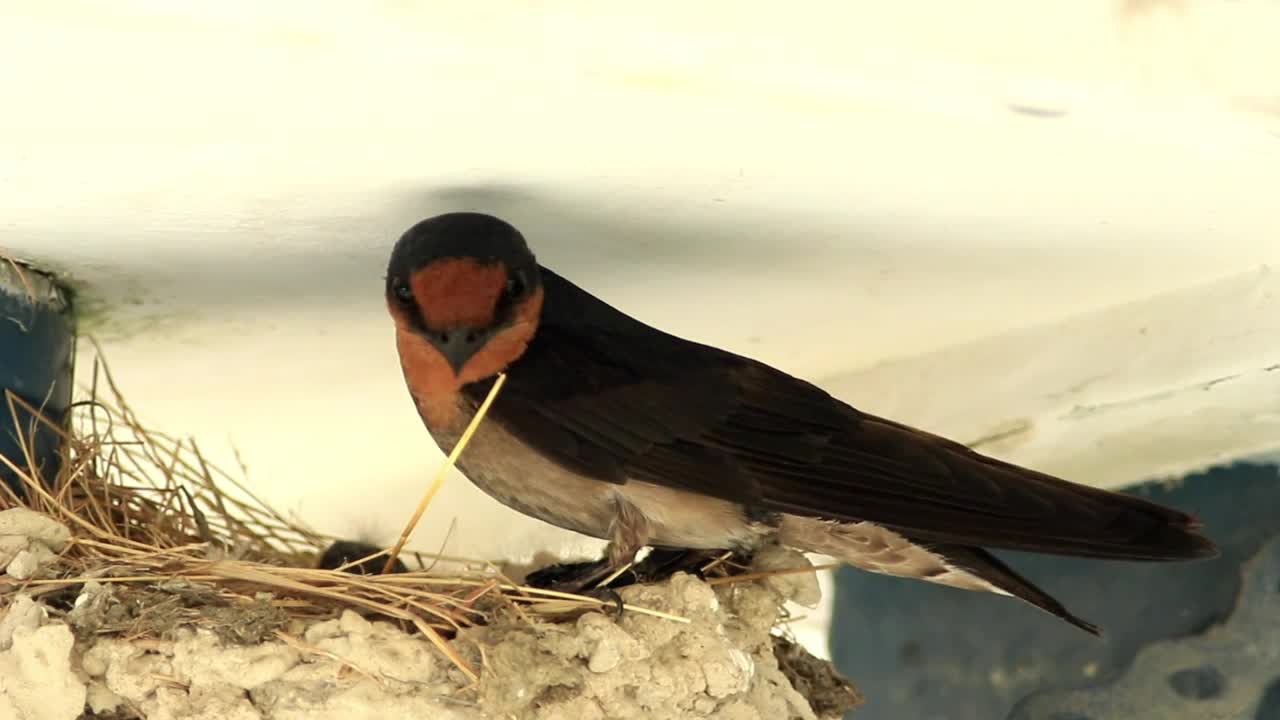 Free Video Stock swallow chicks in a nest Live Wallpaper - Free Download