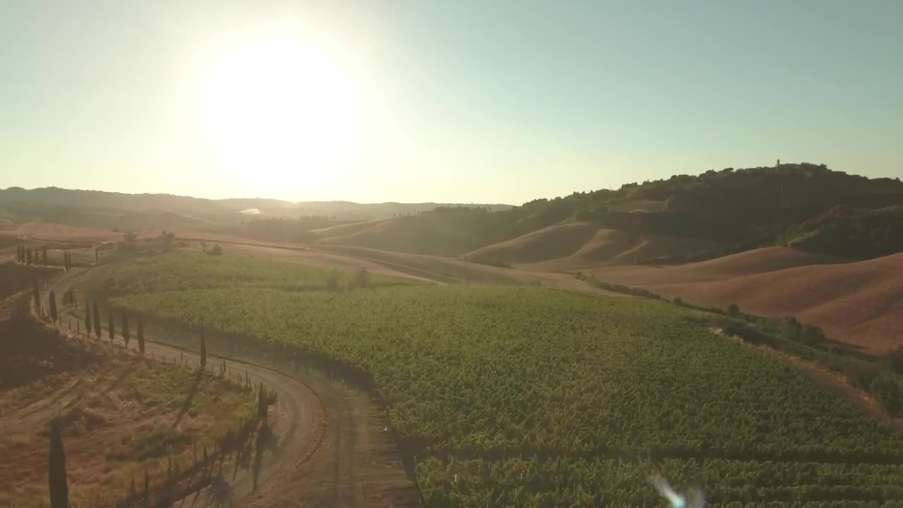 Free Video Stock sunshine over a vineyard Live Wallpaper - Free Download