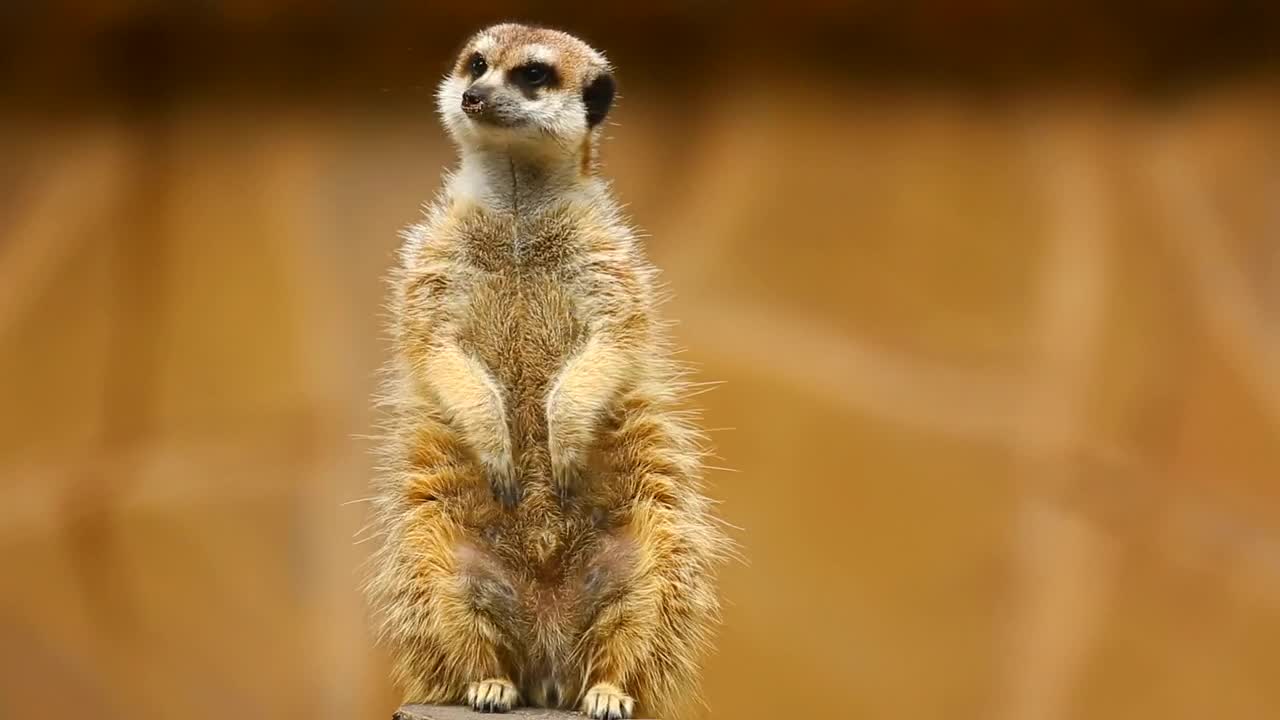 Stock Video Furry Meerkat Looking Out Live Wallpaper For PC - Free Download