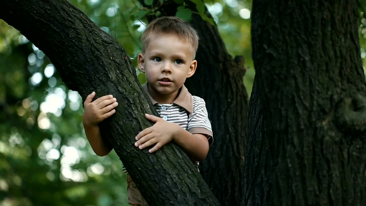 Stock Video Little Boy Climbing A Tree Animated Wallpaper - Free Download