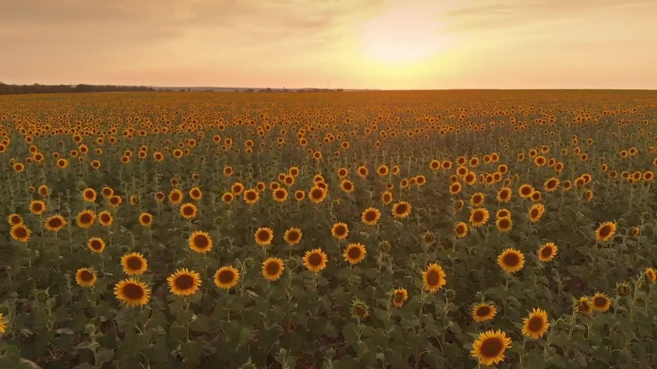 Stock Video Huge Field Of Sunflowers At Sunset Animated Wallpaper - Free Download