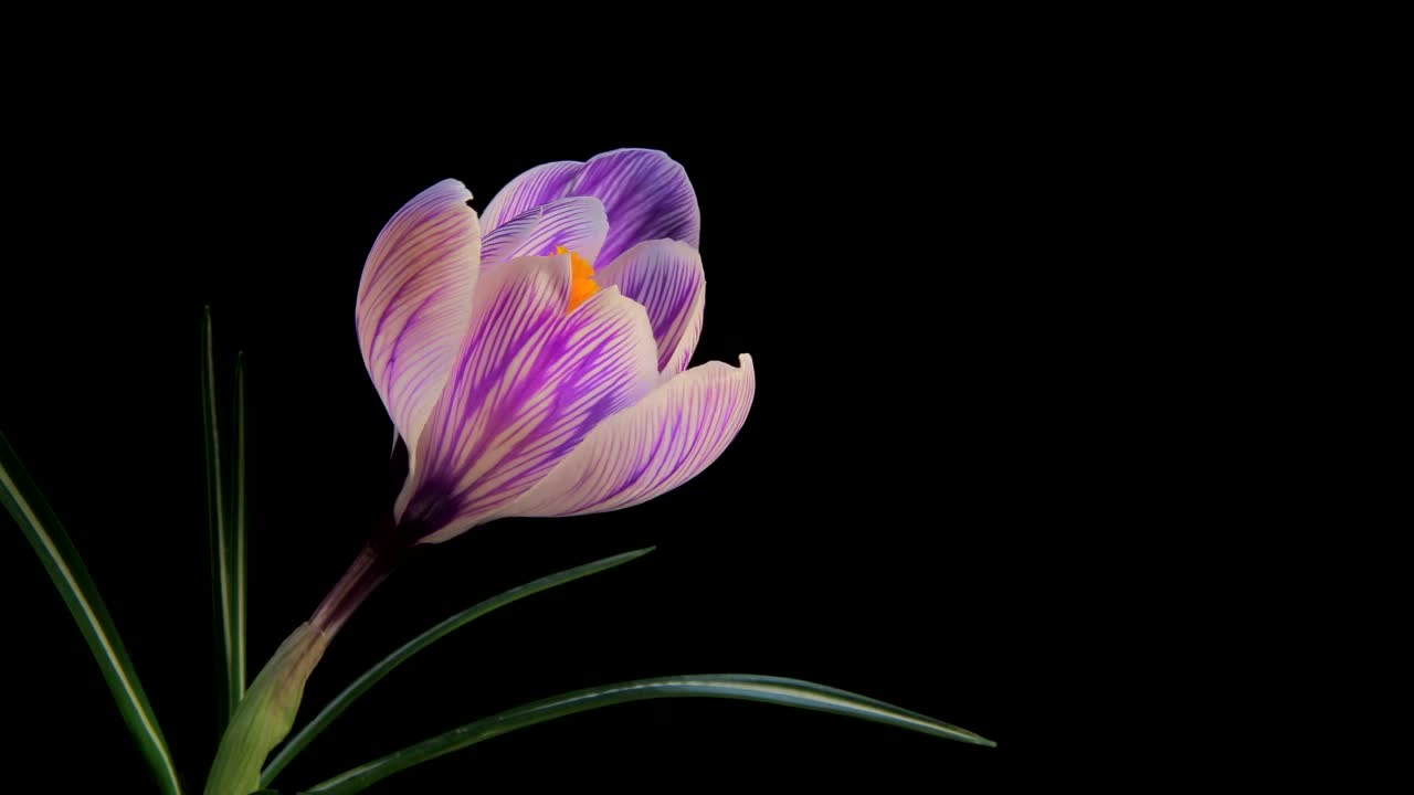 Video Stock Purple Flower Blooming Slowly Live Wallpaper Free - Free Download