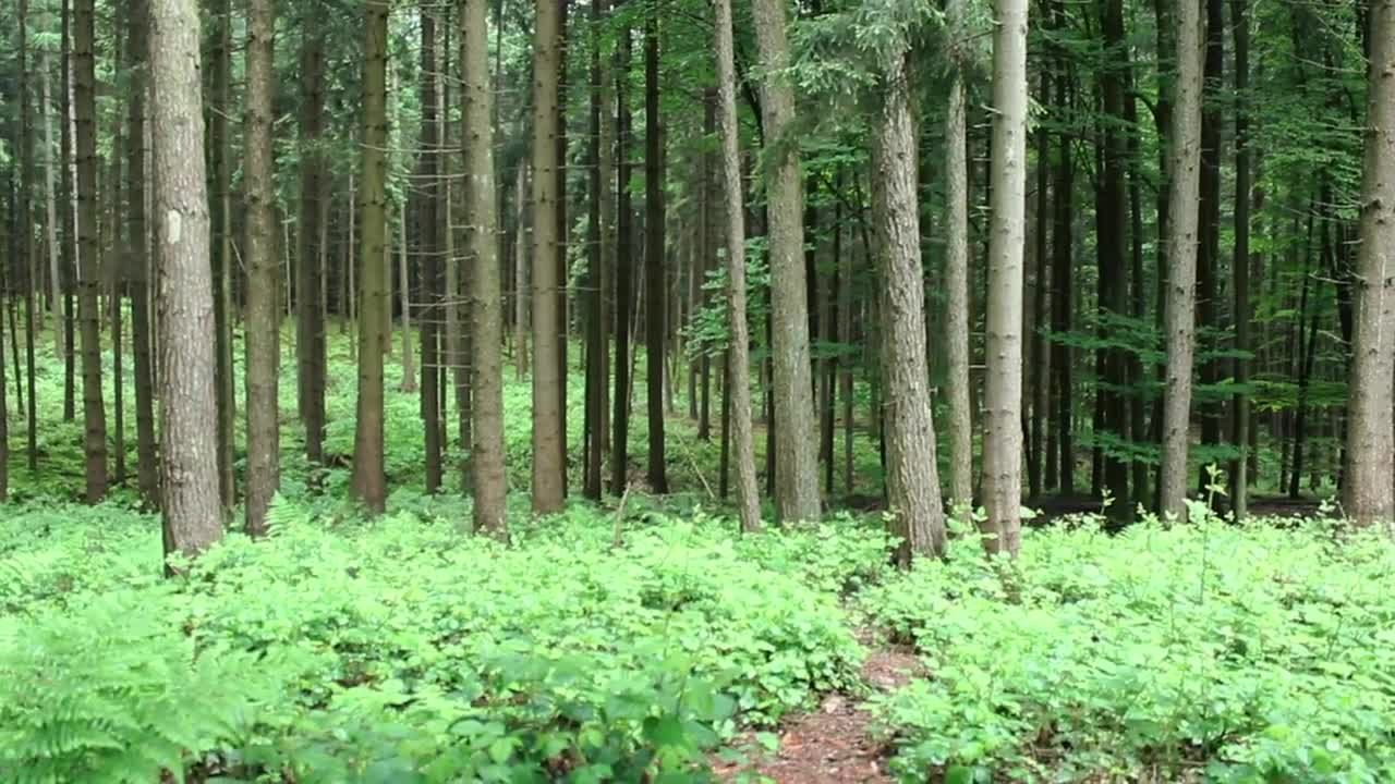 Stock Video Lonely Man Walking In A Forest Animated Wallpaper - Free Download