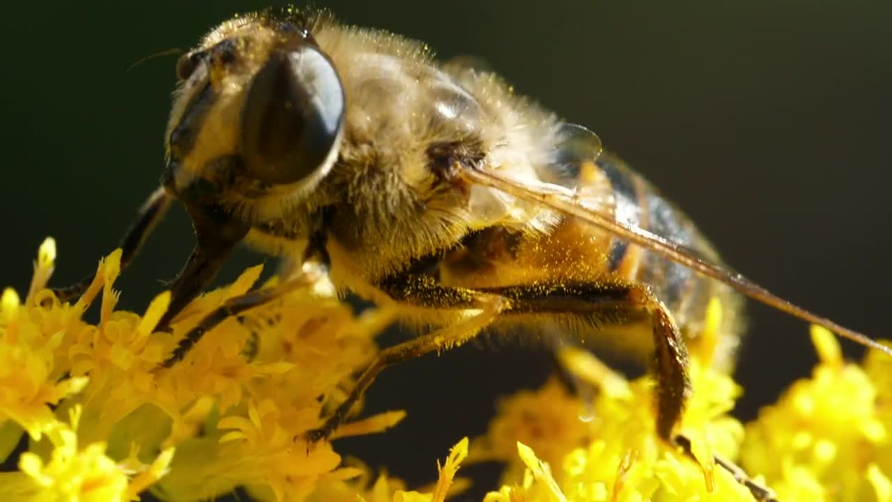 Video Stock Closeup Of Bee Pollinating Yellow Flower Live Wallpaper For PC - Free Download